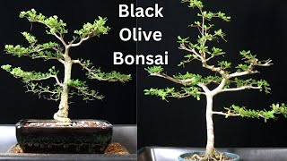 Black Olive Bonsai Trees. Both My Bucida Spinosa And Buceras. Bucida Molineti