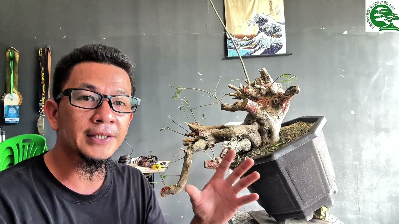 Art'bonsai101 vlog#91 part 1, 1st, workshop full cascade tugas, #bonsai #tutorial 🫡🙇🏻‍♂️🌳🇵🇭