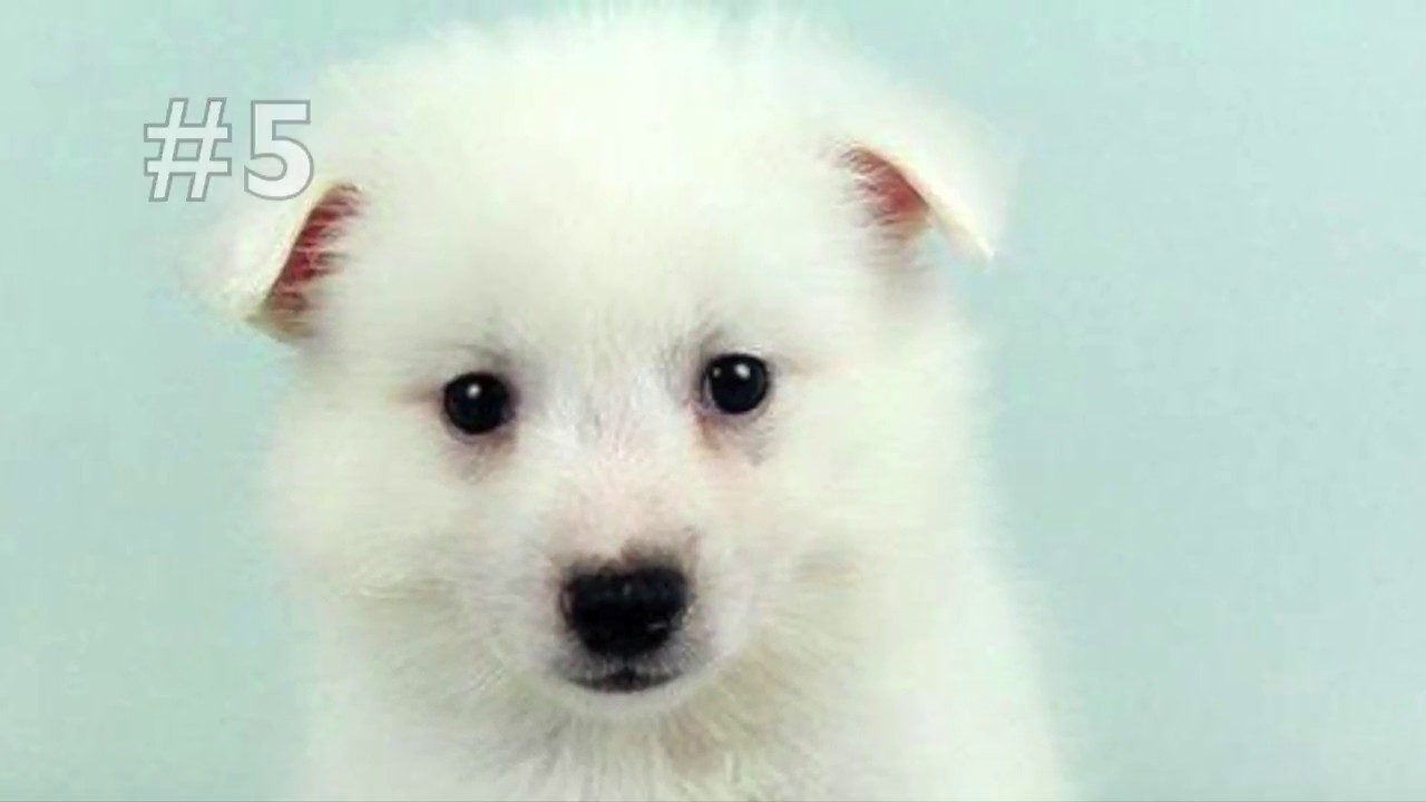 Guess The Puppy Breed | Breed Quiz #1