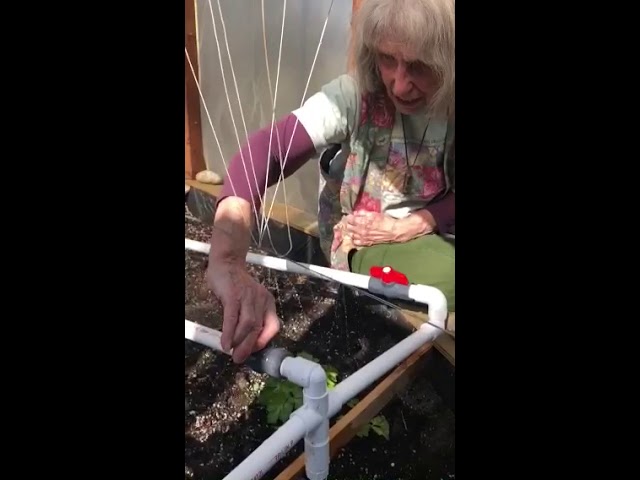 Greenhouse PVC watering system Greenhouse PVC watering system #1
