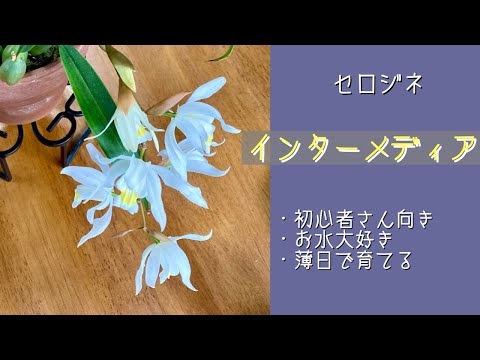 2024年2月21日 セロジネ《インターメディア》 下垂性の白い花 お水が