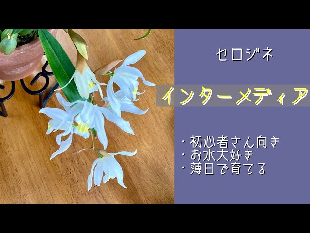 2024年2月21日 セロジネ《インターメディア》 下垂性の白い花 お水が
