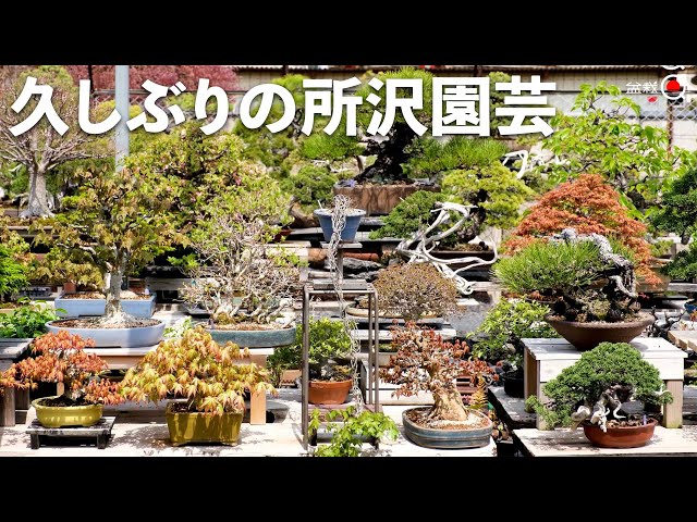 専用出品　コサク様　盆栽鉢三点 専用出品 コサク様 盆栽鉢三点