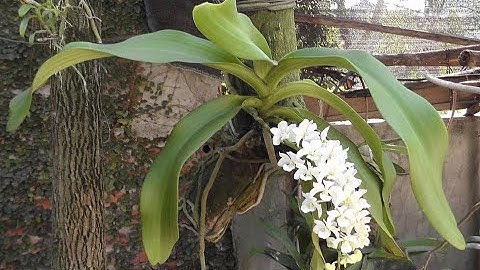 Lan Đai Châu rừng đột biến nở hoa trắng