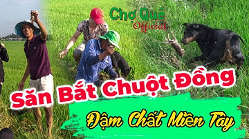 Chú chó săn bắt chuột tài tình | Chợ Quê Official Tập #29