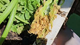 What Killed My Zucchini?