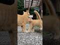 ママが大好き💕甘えん坊な子ねこ A family of orange tabby cats　#ショート
