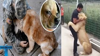 Top 10 Animals Meet Their Owners After Long Time!