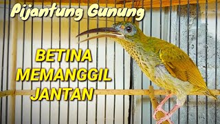 Pijantung gunung betina memanggil jantan pancingan pijantung gunung agar bunyi