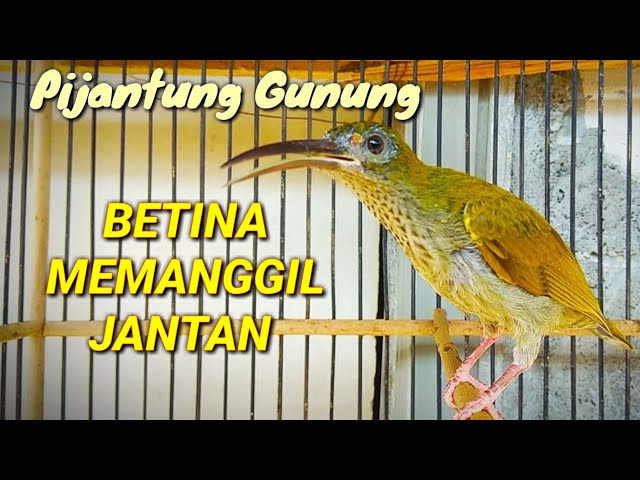 Pijantung gunung betina memanggil jantan pancingan pijantung gunung agar bunyi class=