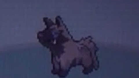 LIVE!! 2nd Uncatchable Shiny Poochyena after 4,446 SR
