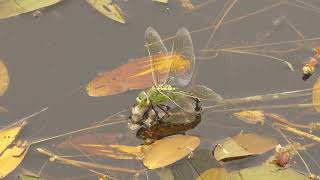 Emperor Dragonfly (egg-laying female)