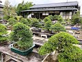 Japanese bonsai: Summer 2022 (Pt.12)