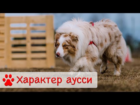 Характер Аусси