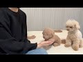 嫉妬深い犬の前でぬいぐるみを可愛がった結果...【トイプードル】