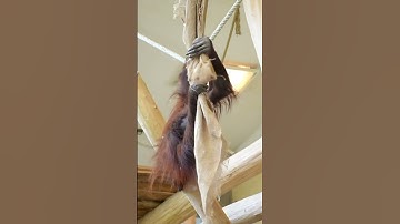 Sari the Orangutan Loves Rope Flying.#shorts#orangutans#funnyvideo#funnyanimals