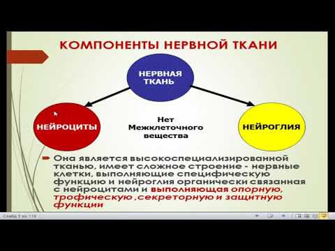 12:00 Специальные ткани  Нервная ткань