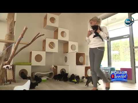 Wideo: Jak Zrobić Domek Dla Kociaka