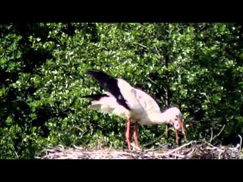White stork kills and eats young