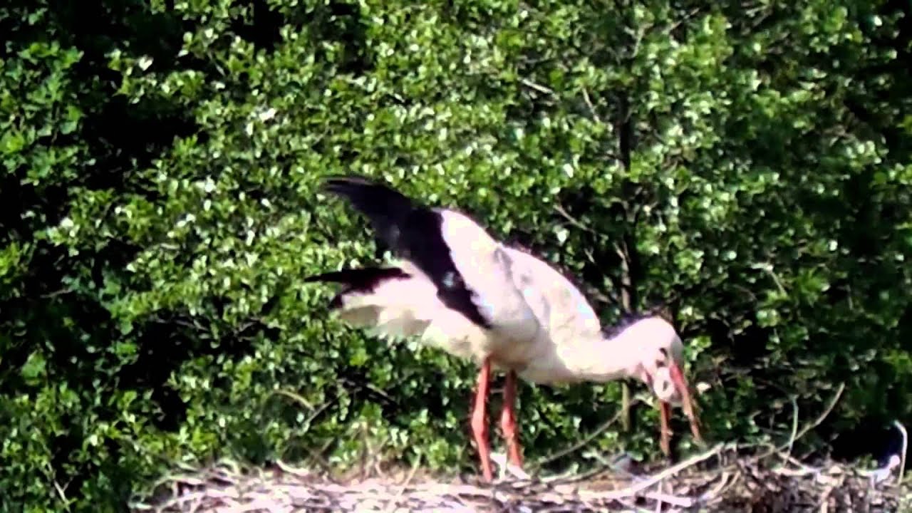 White stork kills and eats young 