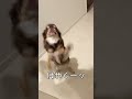 3日ぶりの飼い主帰宅で寂しさが爆発したチワワとクールな猫