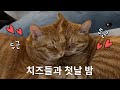 펫시터하러 서울에서 강진까지 다녀오다! 남의 집 고양이들과 첫날 밤