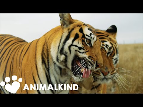 Here's what happened to 'Tiger King' animals after doc | Animalkind