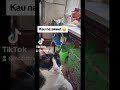 😅#cat #cuteanimal #madiztrup #cutecat #catvideos #trending
