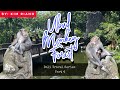 Monkey Encounter at Ubud Monkey Forest | Bali Travel Guide