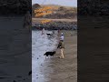 Dog beach albany ca