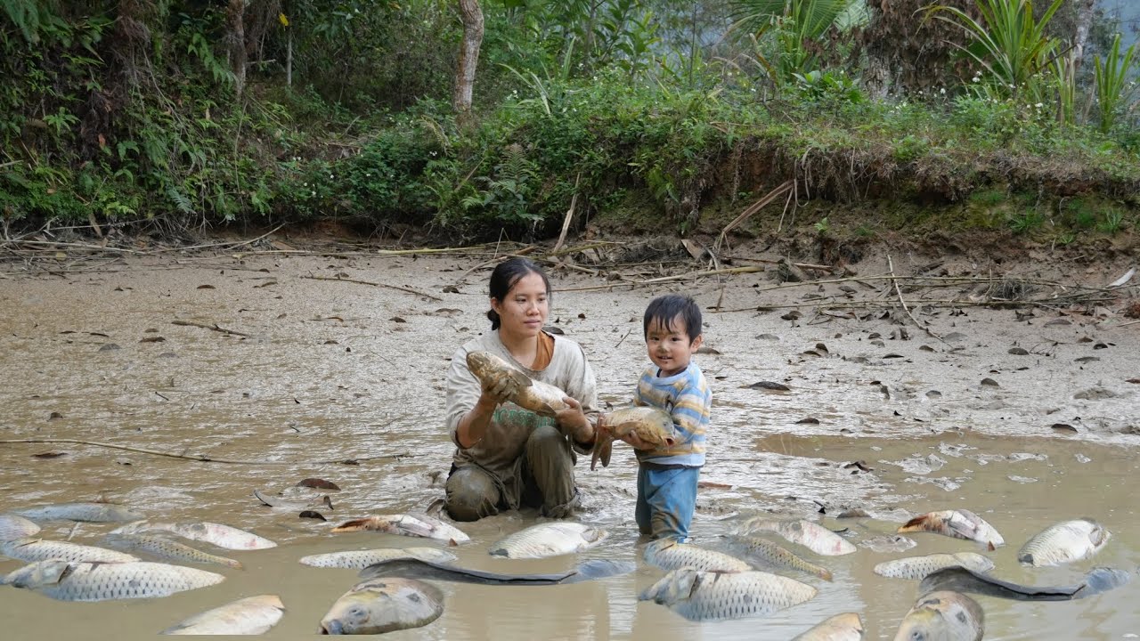 How to catch and harvest fish from long-abandoned ponds - catching giant fish to sell.