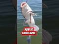 How To Catch MORE Saltwater Catfish! #shorts #fishing #catfish