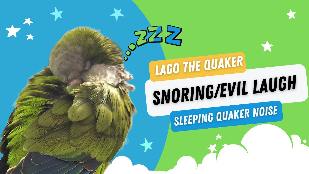 Snoring Quaker Parrot Sleepy parrot noise Lago The Quaker sleeping