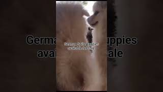 German Spitz puppies available for sale dog puppy goldenbreed dogkennel