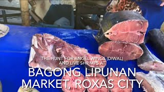 The HUNT for Angel WINGS (DIWAL) and live shrimps at Bagong Lipunan Market, Roxas City