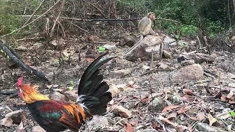 Bẫy gà rừng rặc mới nhất và cái kết gặp ngày chủ khỉ rừng