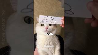 This Cat’s Eye Stickers Are Hilarious 😂🐱#shorts