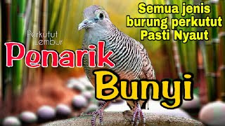 Pancingan Ampuh perkutut lokal Dijamin burung perkutut langsung bunyi cepat manggung gayer gacor 