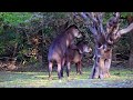 Wild Tapirs Mating - Rio Mutum, Pantanal, Brazil