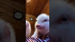 Cute Pet Pig: The Adorable Little Piggy That'll Melt Your Heart