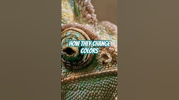 How Chameleons Change Color (and Why It
