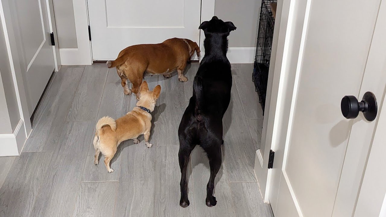 Dogs Wait At The Door Everyday For Their Owners To Come Home From Work ...