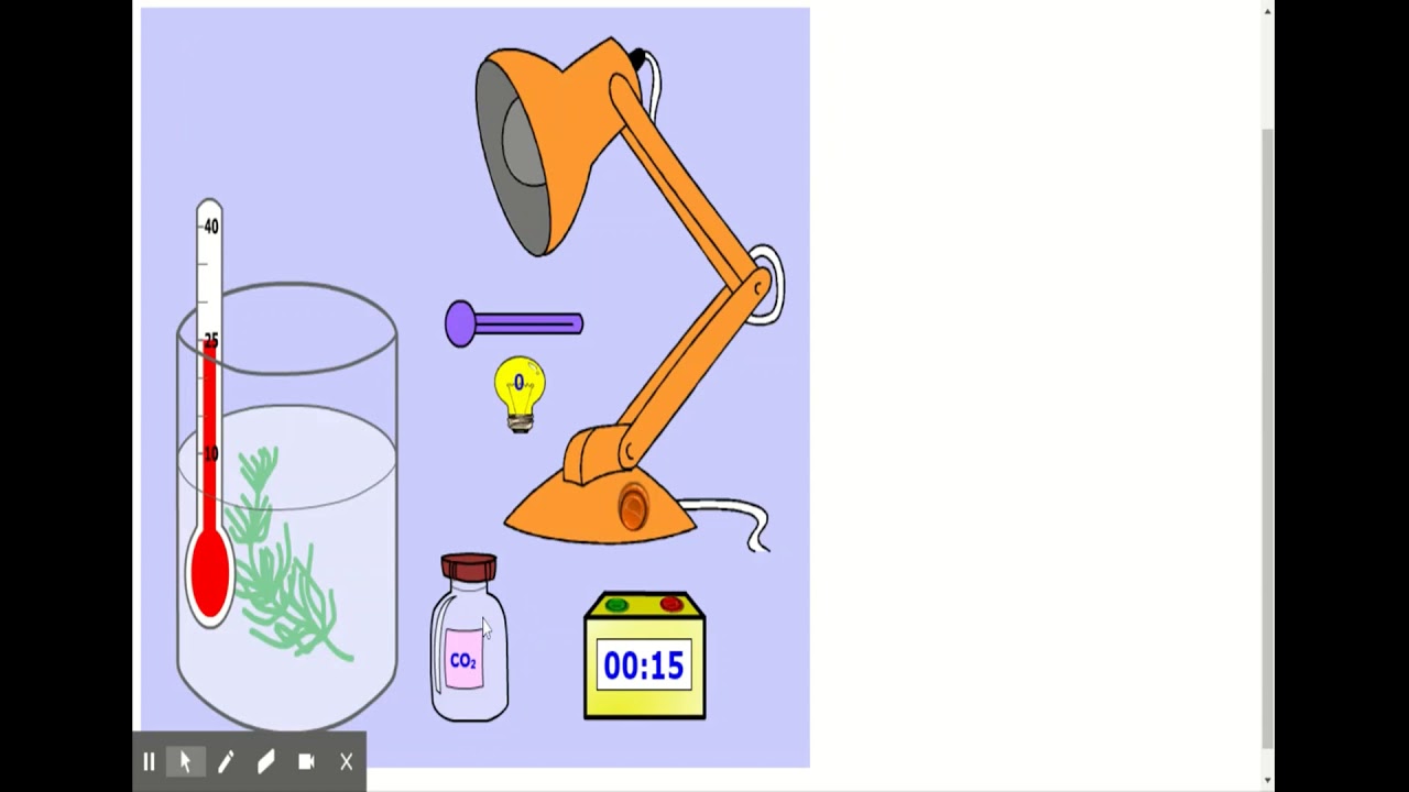 determine hypothesis variables and controls in photosynthesis investigations