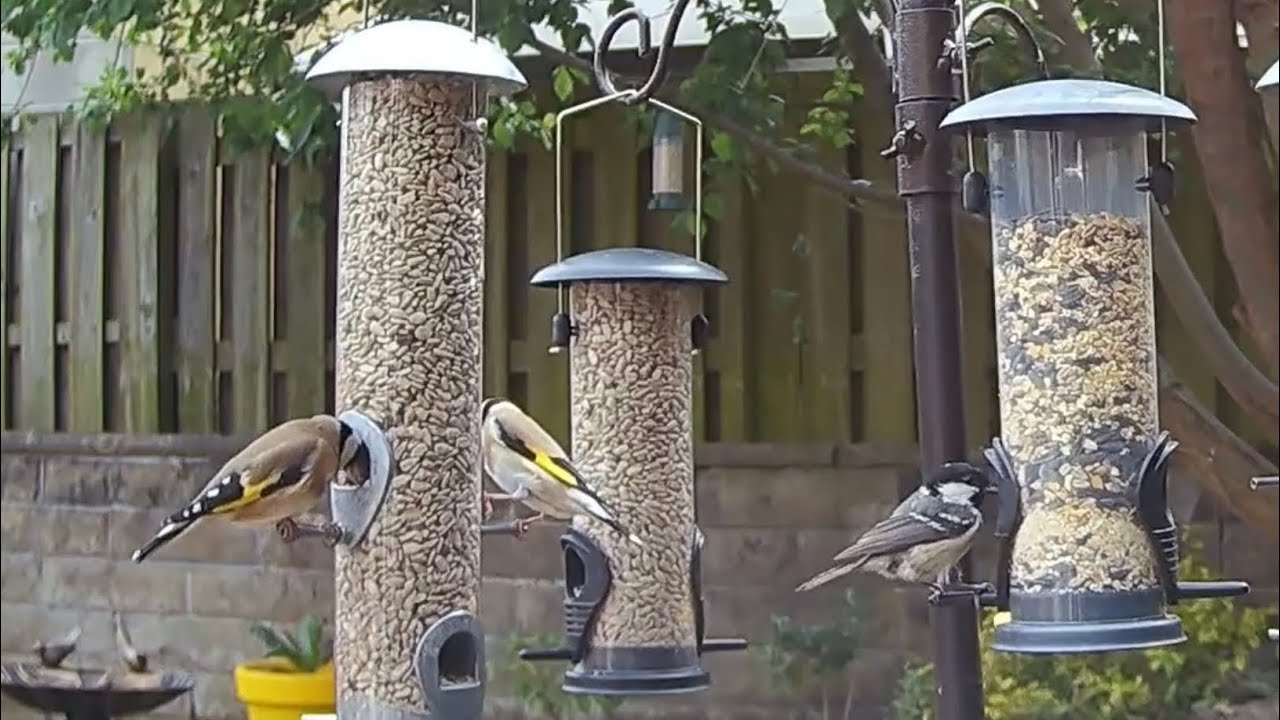 Goldfinches and a coal tit bird on the garden bird feeder 