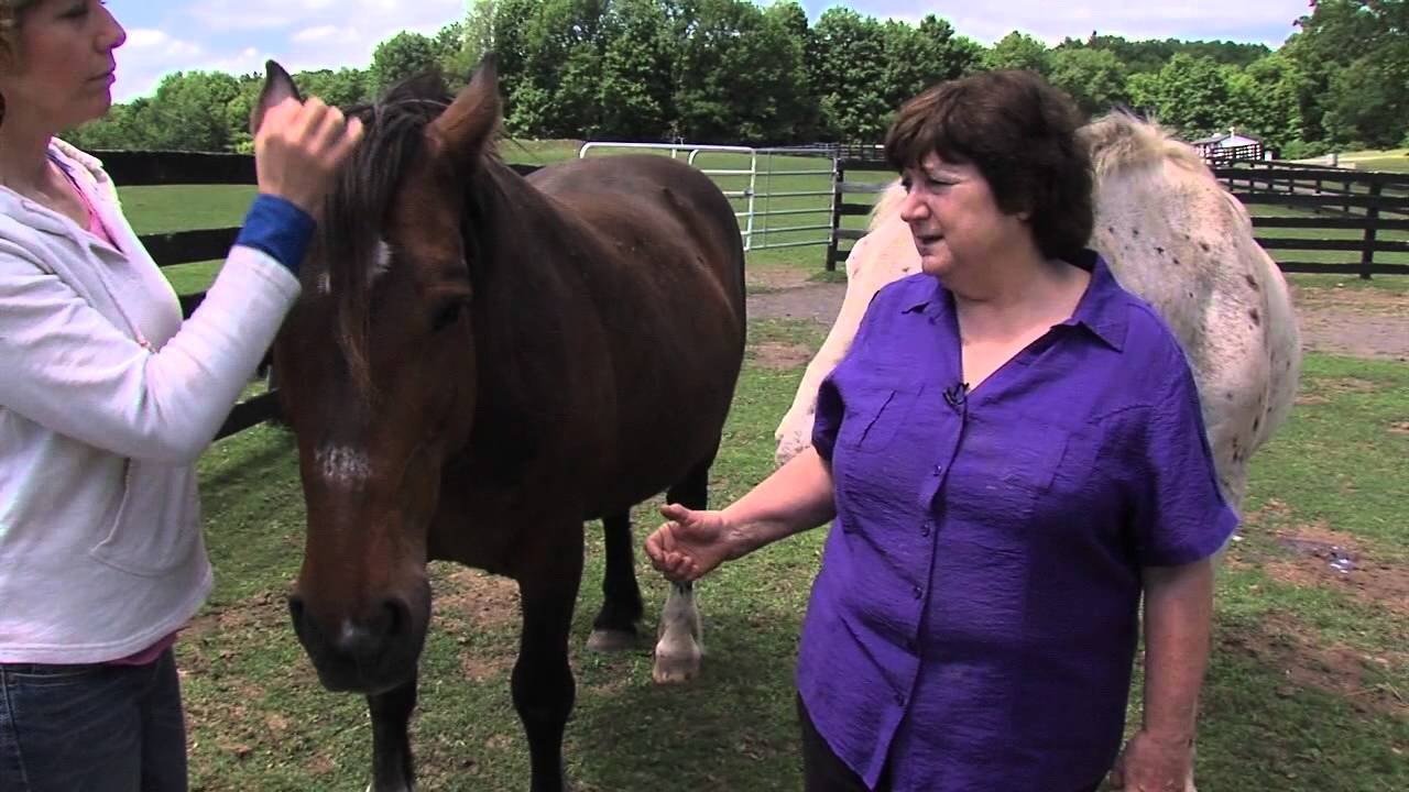 REAL HORSE RESCUES EQUINE ADVOCATES 1 ABCWTEN YouTube