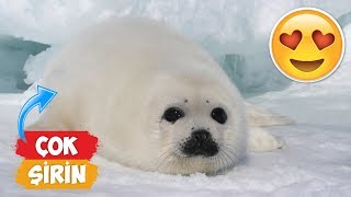 Most Cute Baby Seal Videos Compilation | [2018 Compilation] ● Funny Moment by Numan Gürsoy 82,955 views 5 years ago 4 minutes, 53 seconds