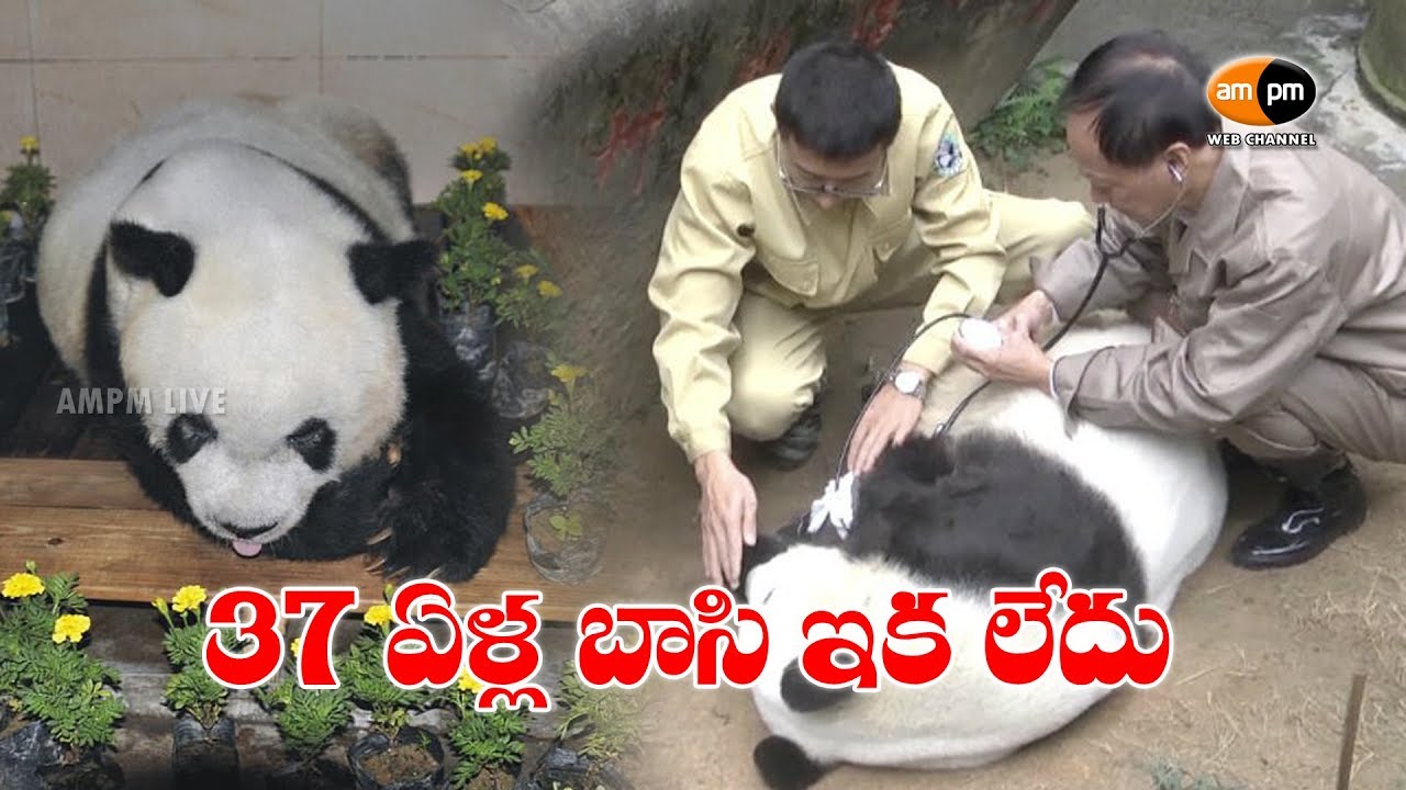 Legendary Giant Panda Basi Dies at 37 - YouTube
