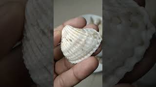 beautiful shorts oysters