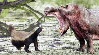Медоед против крокодила и бегемота.