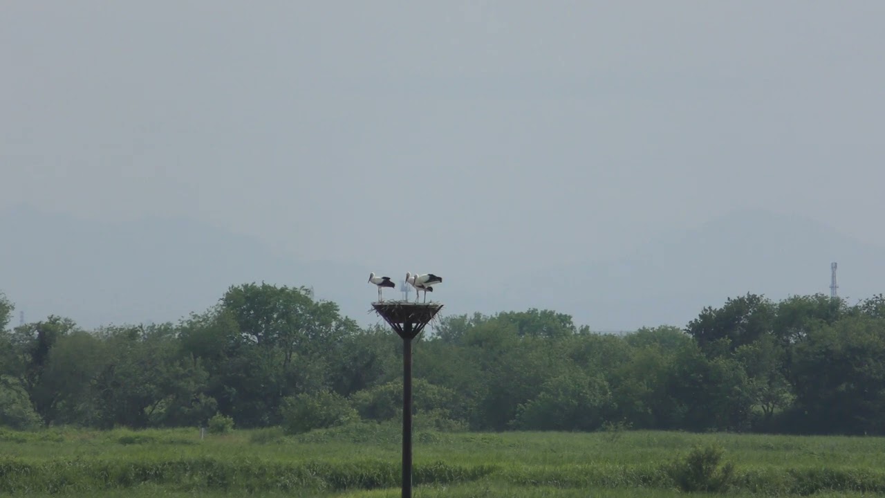 最新動画　コウノトリひな巣立ち直前の貴重映像！国の特別天然記念物 渡良瀬遊水地 小山市　4K
